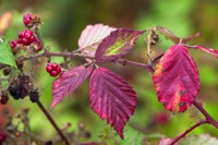Autumn is definitely here